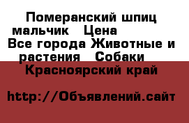 Померанский шпиц мальчик › Цена ­ 30 000 - Все города Животные и растения » Собаки   . Красноярский край